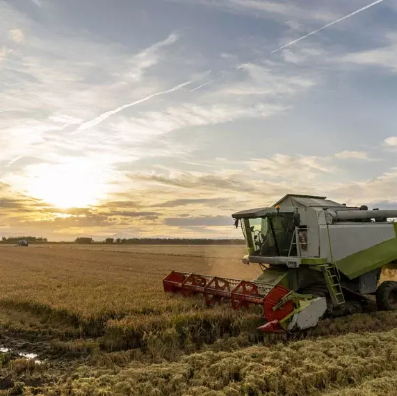 A combine harvesting grain