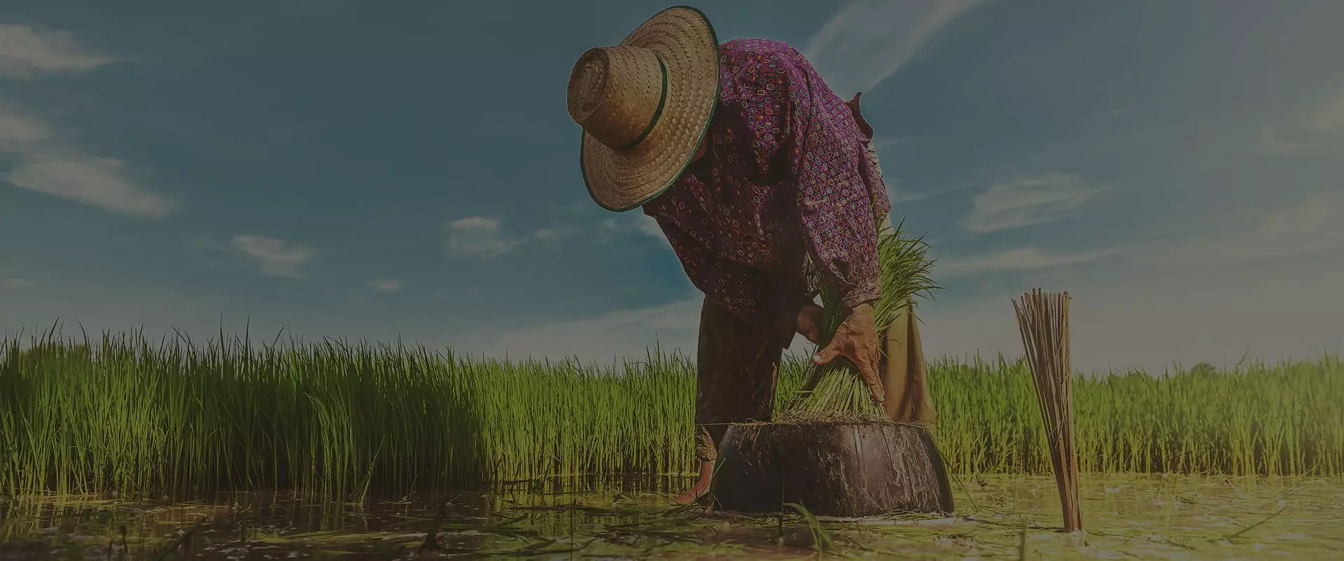 A farmer harvesting in a cultivated field