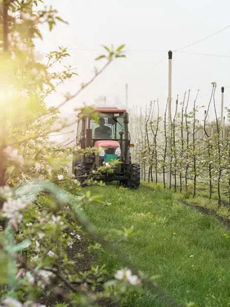 A tractor moving between rows of an orchard